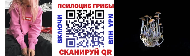 Псилоцибиновые грибы Cubensis  купить наркотики сайты  ОМГ ОМГ ССЫЛКА  Тайшет 