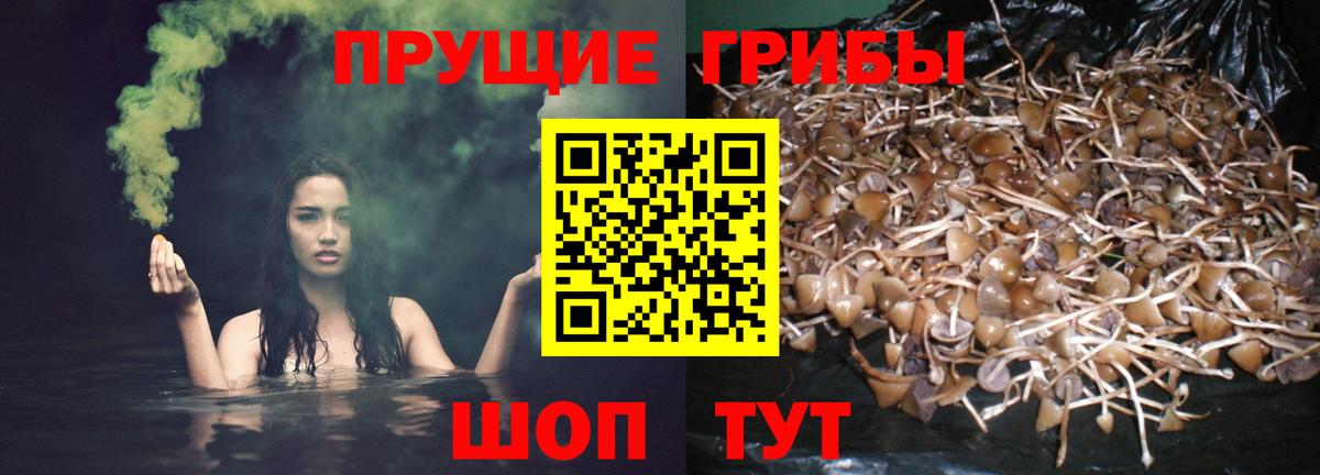 Тайшет  Галлюциногенные грибы ЛСД  что такое наркотик  Вход с VPN 